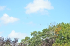 Last-Salute-military-funeral-honor-guard-7270